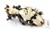 Lithinus nigrocristatus  Madagascar - INSECTS-STORE.RU