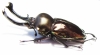 Phalacrognathus muelleri  55mm (12000p) - INSECTS-STORE.RU