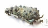 Curculionidae sp.  Madagascar - INSECTS-STORE.RU