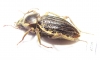 Tenebrionidae sp.  South Africa Rep. - INSECTS-STORE.RU