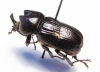 Xenodorus janus  Guinee - INSECTS-STORE.RU