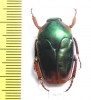 Lomaptera sp.  Indonesia, Misool isl. - INSECTS-STORE.RU