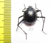 Tenebrionidae sp.  Namibia - INSECTS-STORE.RU