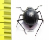 Tenebrionidae sp.  Namibia - INSECTS-STORE.RU