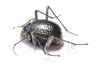Tenebrionidae sp.  Namibia - INSECTS-STORE.RU