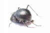 Tenebrionidae sp.  Namibia - INSECTS-STORE.RU