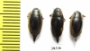 Gyrinidae sp.  South Africa Rep. - INSECTS-STORE.RU