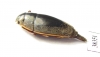 Gyrinidae sp.  South Africa Rep. - INSECTS-STORE.RU