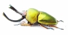 Lamprima adolphinae  Indonesia, Papua  48mm - INSECTS-STORE.RU
