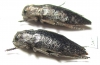 Dicerca aenea  Russia, Ryazan' reg. - INSECTS-STORE.RU