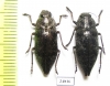 Dicerca aenea  Russia, Ryazan' reg. - INSECTS-STORE.RU