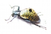 Tenebrionidae sp.  Peru - INSECTS-STORE.RU