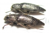 Dicerca aenea  Russia, Ryazan' reg. - INSECTS-STORE.RU