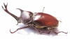Allomyrina dichotomus  China 71mm - INSECTS-STORE.RU