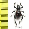 Curculionidae sp.  Indonesia, Papua - INSECTS-STORE.RU