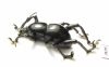 Curculionidae sp.  Indonesia, Papua - INSECTS-STORE.RU