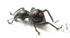 Curculionidae sp.  Indonesia, Papua - INSECTS-STORE.RU