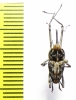 Curculionidae sp.  Indonesia, Halmahera isl. - INSECTS-STORE.RU