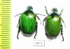 Rutelinae sp.  Myanmar - INSECTS-STORE.RU