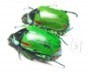 Rutelinae sp.  Myanmar - INSECTS-STORE.RU