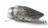 Julodella globithorax  Armenia - INSECTS-STORE.RU