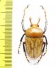 Platynocephalus miyashitai  Thailand - INSECTS-STORE.RU