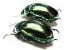 Rutelinae sp.  China, Yunnan prov. - INSECTS-STORE.RU