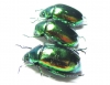 Rutelinae sp.  China, Yunnan prov. - INSECTS-STORE.RU