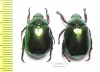Rutelinae sp.  Myanmar - INSECTS-STORE.RU