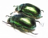 Rutelinae sp.  Myanmar - INSECTS-STORE.RU