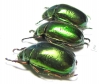 Rutelinae sp.  Myanmar - INSECTS-STORE.RU