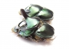 Proagoderus mouhoti, pair  Thailand - INSECTS-STORE.RU