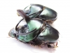 Proagoderus mouhoti, pair  Thailand - INSECTS-STORE.RU