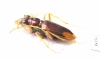 Tetracha sp.  Ecuador - INSECTS-STORE.RU