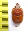 Bolborhinum nasutum  Chile - INSECTS-STORE.RU