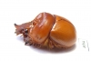 Bolborhinum nasutum  Chile - INSECTS-STORE.RU