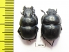 Lethrus turkestanicus, pair  Uzbekistan - INSECTS-STORE.RU