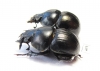 Lethrus andrejewae, pair  Tajikistan - INSECTS-STORE.RU