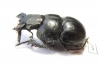 Lethrus turkestanicus, male  Uzbekistan - INSECTS-STORE.RU