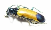 Dorcasomus delegorguei, female  South Africa Rep.  - INSECTS-STORE.RU