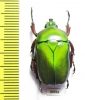 Trigonophorus foveiceps, female  Thailand - INSECTS-STORE.RU