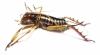 Hemideina crassidens  New Zealand - INSECTS-STORE.RU