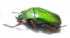 Trigonophorus foveiceps, female  Thailand - INSECTS-STORE.RU