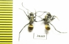 Formicidae sp.  Australia - INSECTS-STORE.RU