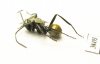 Formicidae sp.  Australia - INSECTS-STORE.RU