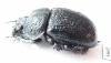 Odontotrypes taurus  China - INSECTS-STORE.RU