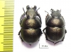 Lethrus banghaasi, pair  Tajikistan - INSECTS-STORE.RU