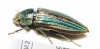 Cypriacis striata  Canada - INSECTS-STORE.RU
