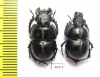 Lethrus bajsuntavicus, pair  Uzbekistan - INSECTS-STORE.RU