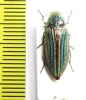 Cypriacis striata  Canada - INSECTS-STORE.RU